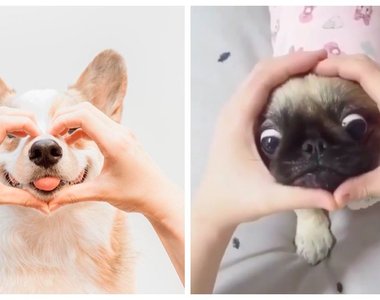 考驗你們的默契《圈鼻子挑戰》在狗面前擺出一個圈 他會有什麼反應?