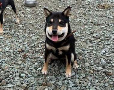 絕對不准笑《被蜜蜂叮到臉腫起來的狗》網友很努力了但終究抵擋不住笑意...