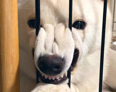 我家狗超奇怪《狗狗怪癖》難道鼻子卡進護欄裡會比較舒服嗎？...