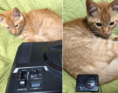 《貓驚人的成長過程》原本比遊戲機小這麼多的孩子,轉眼間就長得這麼大(?)