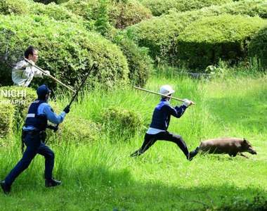 《福岡市中心野豬出沒》警察追捕野豬的照片太有躍動感意外引發話題