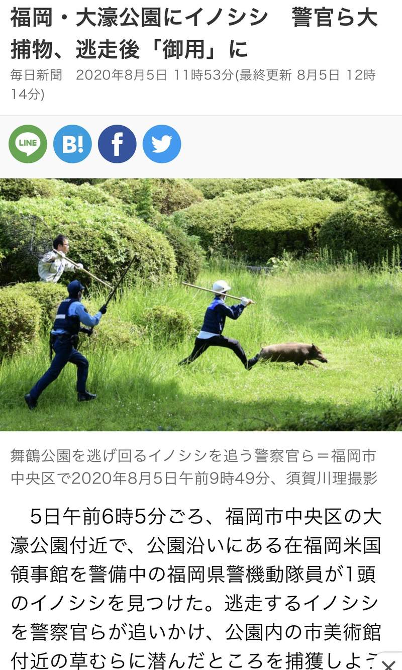 圖片4 《福岡市中心野豬出沒》警察追捕野豬的照片太有躍動感意外引發話題 | 宅宅新聞
