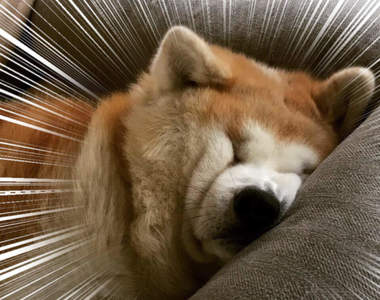 《秋田犬的奇蹟睡顏》擠到眼睛完全變形,這樣睡起來有比較舒服嗎?ww