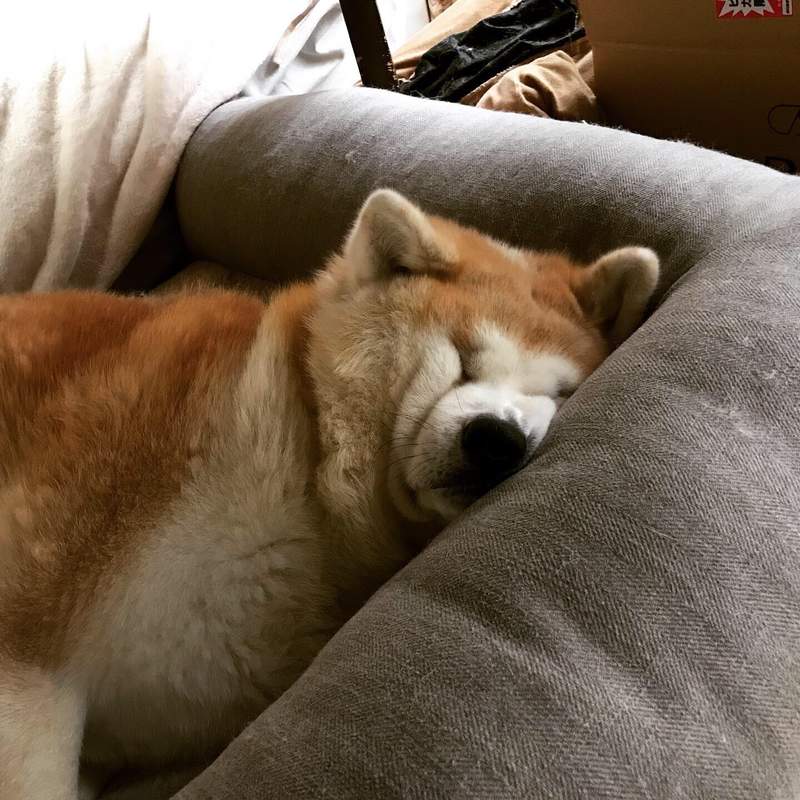 圖片4 《秋田犬的奇蹟睡顏》擠到眼睛完全變形,這樣睡起來有比較舒服嗎?ww | 宅宅新聞
