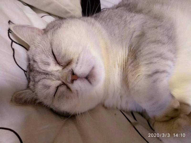 圖片8 《秋田犬的奇蹟睡顏》擠到眼睛完全變形,這樣睡起來有比較舒服嗎?ww | 宅宅新聞