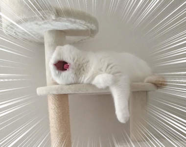 《貓塔上驚見不明生物》再次印證貓打哈欠會秒變惡魔的定理...