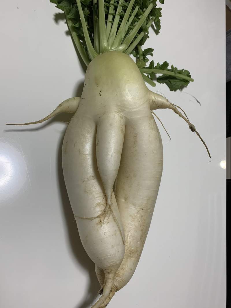 圖片12 自帶巨根的《奇形大根》完全男體的下半身構造,料理過程看得男人都痛痛...ww | 宅宅新聞