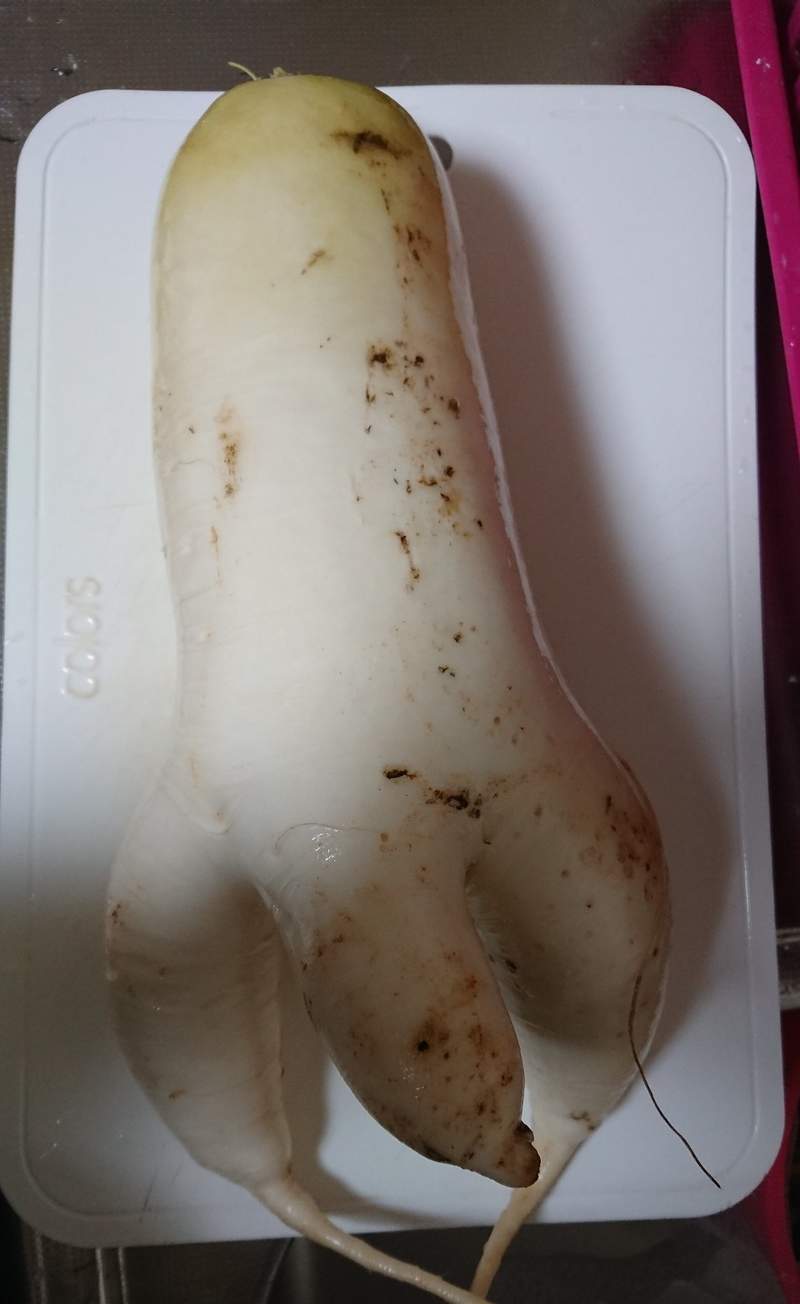 圖片13 自帶巨根的《奇形大根》完全男體的下半身構造,料理過程看得男人都痛痛...ww | 宅宅新聞