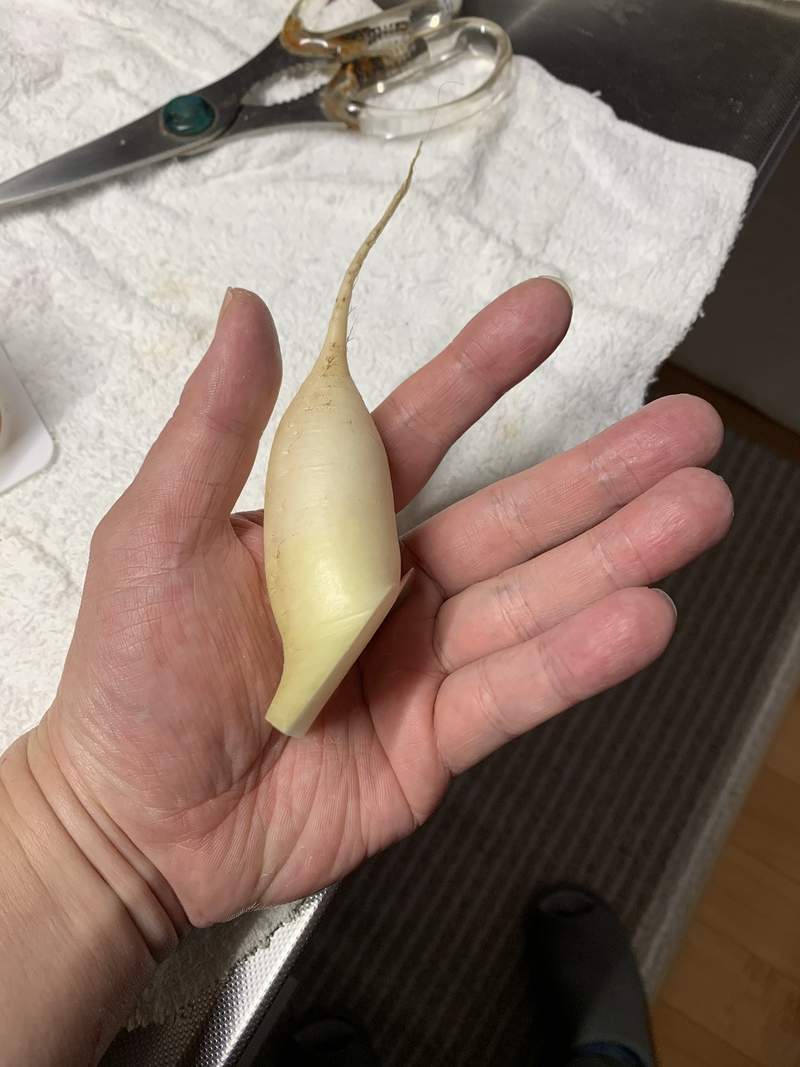 圖片9 自帶巨根的《奇形大根》完全男體的下半身構造,料理過程看得男人都痛痛...ww | 宅宅新聞