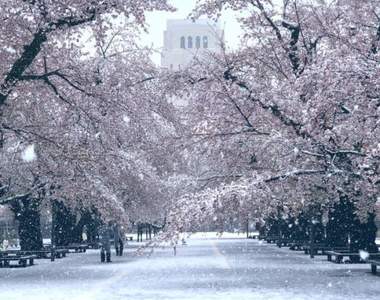 肺炎疫情下的奇蹟美景《東京出現櫻花雪》櫻花滿開後的積雪美景,或許一生就這麼一次...