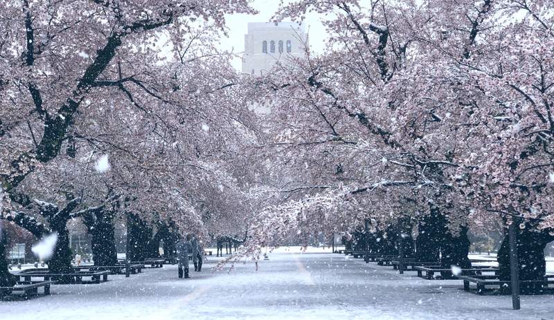 肺炎疫情下的奇蹟美景 東京出現櫻花雪 櫻花滿開後的積雪美景 或許一生就這麼一次