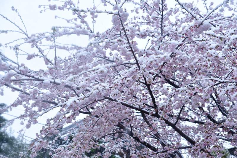 圖片7 肺炎疫情下的奇蹟美景《東京出現櫻花雪》櫻花滿開後的積雪美景,或許一生就這麼一次... | 宅宅新聞