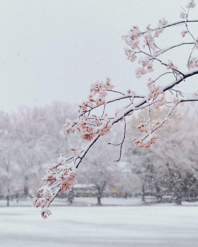 圖片9 肺炎疫情下的奇蹟美景《東京出現櫻花雪》櫻花滿開後的積雪美景,或許一生就這麼一次... | 宅宅新聞