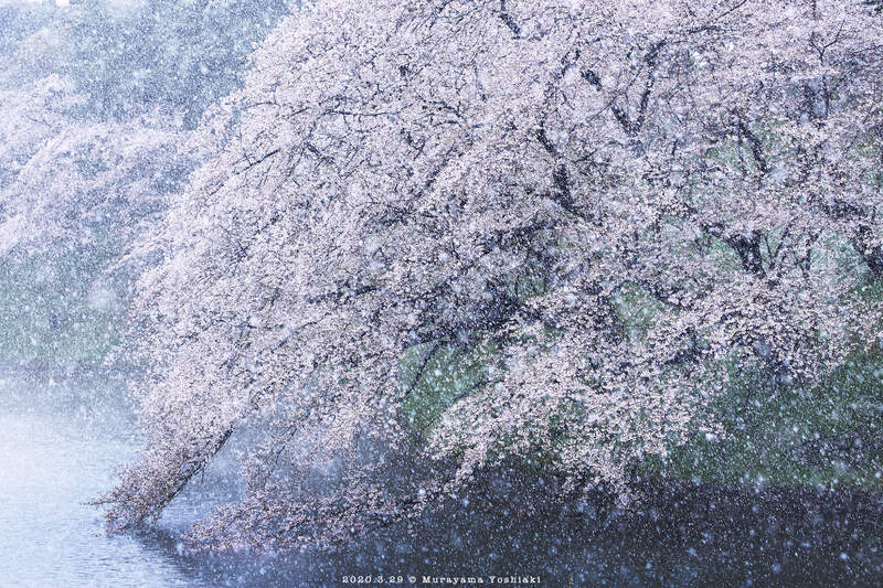 圖片17 肺炎疫情下的奇蹟美景《東京出現櫻花雪》櫻花滿開後的積雪美景,或許一生就這麼一次... | 宅宅新聞