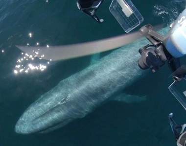 直擊！《生態學家用無人機拍攝鯨魚噴水畫面》哈補啾~我一直在想那個是不是噴嚏(誤)