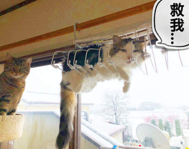 《受困高處的貓咪》我想聽你好好解釋，是怎麼樣把自己卡進衣架裡的...ww