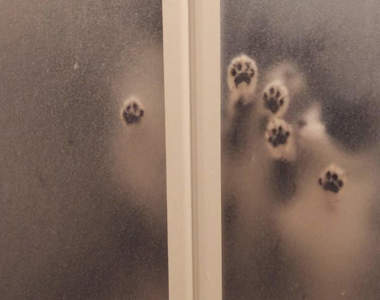 毛骨悚然《貓的恐怖事件簿》浴室玻璃門上不斷浮現的肉球,真是嚇死人的可愛❤