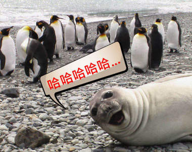 會讓大腦不斷覺得《海豹在哈哈哈哈哈》笑的組圖，我看了三遍都這樣...有魔性XD