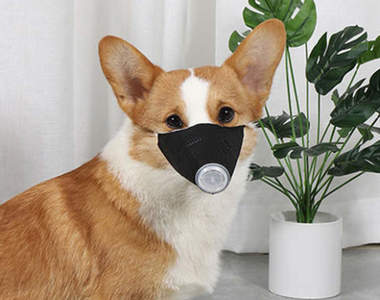 危險注意《犬用口罩》號稱具防疫效果的狗狗口罩，可能讓狗狗丟了性命！？