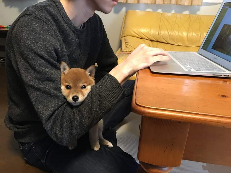 圖片4 飼主才懂《在家工作的辛酸》在外對抗肺炎病毒,回家防範寵物搗亂...(苦笑) | 宅宅新聞