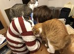 飼主才懂《在家工作的辛酸》在外對抗肺炎病毒,回家防範寵物搗亂...(苦笑) 飼主才懂《在家工作的辛酸》在外對抗肺炎病毒,回家防範寵物搗亂...(苦笑)