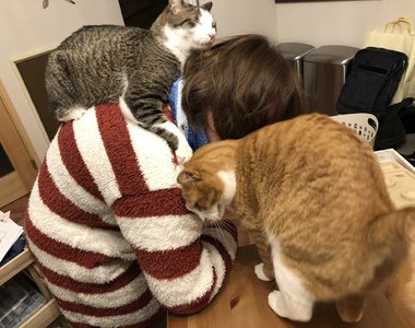 飼主才懂《在家工作的辛酸》在外對抗肺炎病毒，回家防範寵物搗亂...（苦笑）