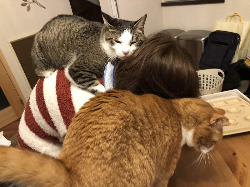 圖片12 飼主才懂《在家工作的辛酸》在外對抗肺炎病毒,回家防範寵物搗亂...(苦笑) | 宅宅新聞