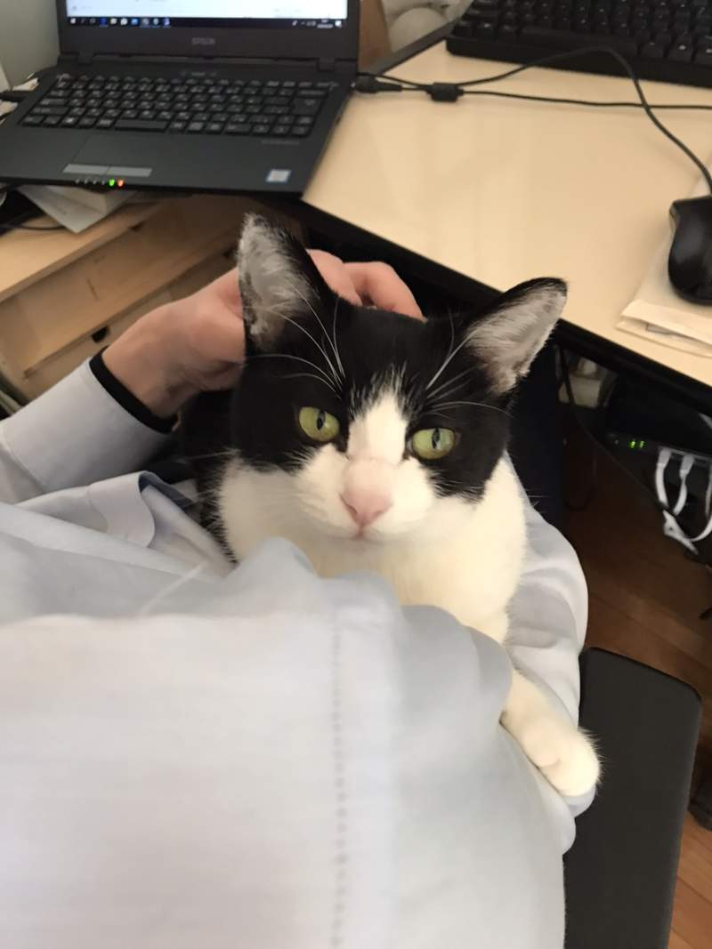 圖片9 飼主才懂《在家工作的辛酸》在外對抗肺炎病毒,回家防範寵物搗亂...(苦笑) | 宅宅新聞