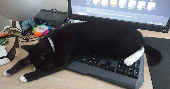 圖片7 飼主才懂《在家工作的辛酸》在外對抗肺炎病毒,回家防範寵物搗亂...(苦笑) | 宅宅新聞