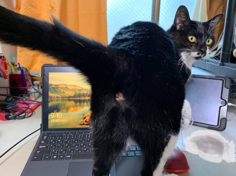圖片8 飼主才懂《在家工作的辛酸》在外對抗肺炎病毒,回家防範寵物搗亂...(苦笑) | 宅宅新聞