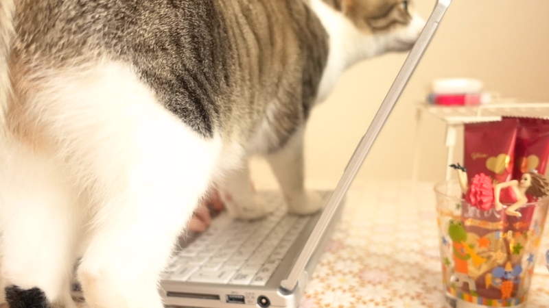 圖片10 飼主才懂《在家工作的辛酸》在外對抗肺炎病毒,回家防範寵物搗亂...(苦笑) | 宅宅新聞