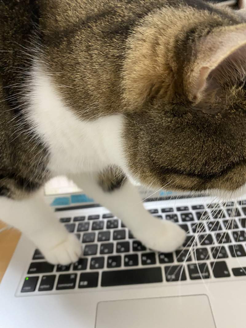 圖片11 飼主才懂《在家工作的辛酸》在外對抗肺炎病毒,回家防範寵物搗亂...(苦笑) | 宅宅新聞