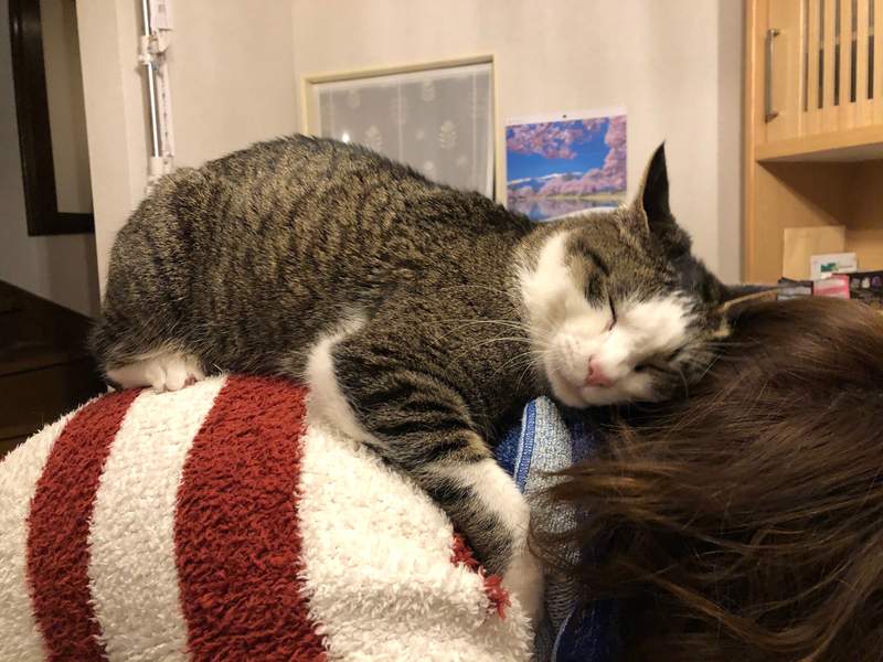 圖片14 飼主才懂《在家工作的辛酸》在外對抗肺炎病毒,回家防範寵物搗亂...(苦笑) | 宅宅新聞
