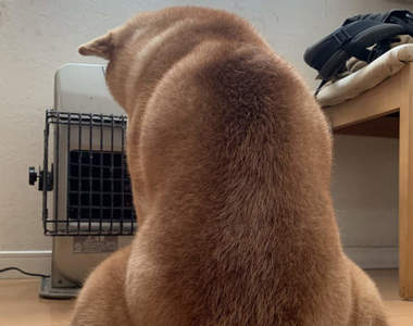 暖爐解禁《最愛暖爐的柴犬》霸佔暖爐搖滾區的獨特取暖姿勢笑翻15萬網友ww