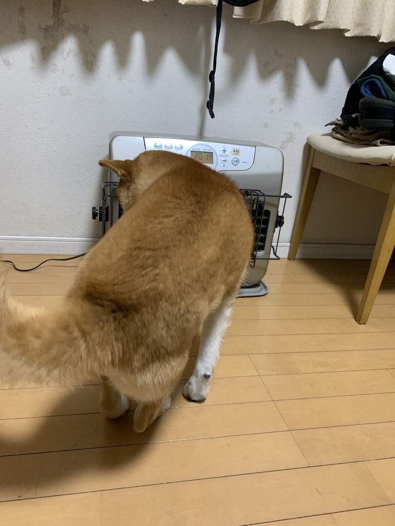 圖片5 暖爐解禁《最愛暖爐的柴犬》霸佔暖爐搖滾區的獨特取暖姿勢笑翻15萬網友ww | 宅宅新聞