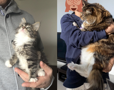 這是同一隻貓《小貓的成長》推特浮上熱門tag,讓你見證成長前後的反差有多大❤