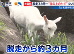 《崖上的山羊抓到了》朋友大作戰成功引誘「波妞」 三個月的混亂終於畫下句點 《崖上的山羊抓到了》朋友大作戰成功引誘「波妞」 三個月的混亂終於畫下句點