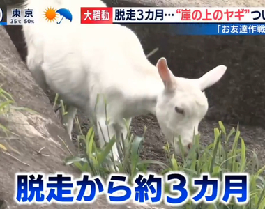 《崖上的山羊抓到了》朋友大作戰成功引誘「波妞」 三個月的混亂終於畫下句點