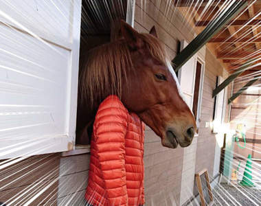 奇蹟一瞬間《老婆拍到老公變馬臉》比馬頭面具更真實的馬面人生就此展開...(誤)