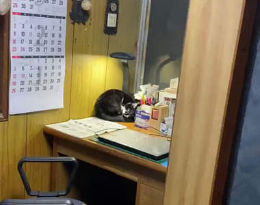 《貓的恐怖現象》無人房間裡檯燈閃不停的怪奇現象，果然又是喵幹的好事...