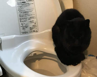 《用馬桶取暖的貓咪》奴才房間太冷,主子只好向溫熱便座尋找溫暖ww