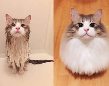 判若兩隻《毛孩最萌出浴秀》下水後彷彿卸妝後素顏的無防備狀態還是一樣可愛♥