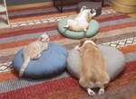 【有片】飼主驚見《毛孩們的詭異儀式》2隻柯基+1隻貓的魅惑睡姿再次俘虜推民的心❤ 【有片】飼主驚見《毛孩們的詭異儀式》2隻柯基+1隻貓的魅惑睡姿再次俘虜推民的心❤