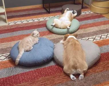 【有片】飼主驚見《毛孩們的詭異儀式》2隻柯基＋1隻貓的魅惑睡姿再次俘虜推民的心❤