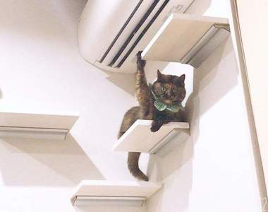 《我家貓咪超奇怪》奴才捕捉主子各種日常珍奇瞬間，果然是難解的生物啊ฅ(^ω^ฅ)