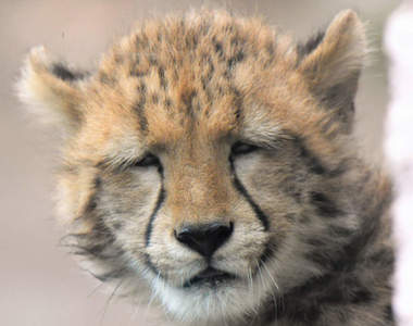 《豹的衰小臉》這不是我卸了妝拔下隱形眼鏡後什麼都看不清楚的臉嗎?ww