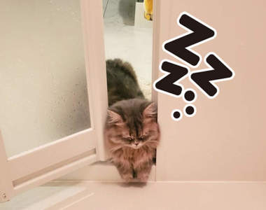 尊死《被門夾著睡著的貓咪》明明是來浴室偷看主人,竟然直接睡去的超萌跟蹤狂❤