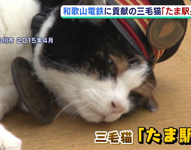 《小玉大明神鎮座5週年》小玉神社舉辦祈福大會 盼望疫情退散觀光客早日回來