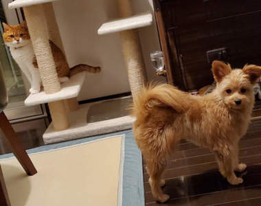 你怎麼還在這？《肺炎疫情沒出門的結果》寵物天天看你在家也覺得膩惹...ww