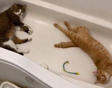 《被貓佔領的浴室》受到主子喜愛而完全失去功能的浴室,原來一切都是天氣所致?